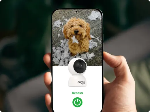 telefono con visibile un cane che ha strappato i cuscino e la telecamere Dom-e